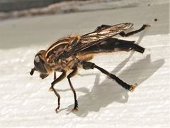 Orthoprosopa bilineata