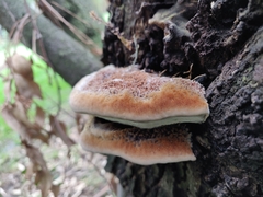 Inocutis tamaricis