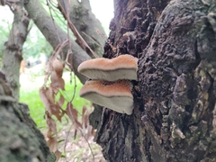 Inocutis tamaricis