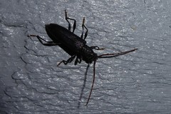 Callidiopis scutellaris