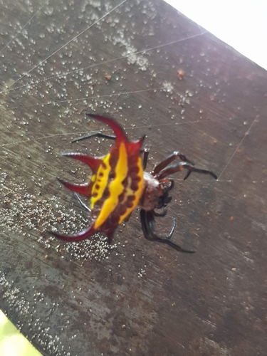 Gasteracantha curvispina