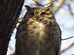 Bubo virginianus magellanicus