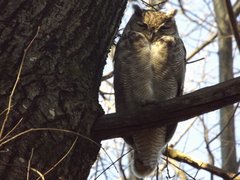 Bubo virginianus magellanicus