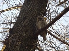 Bubo virginianus magellanicus