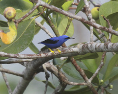 Cyanerpes caeruleus