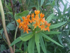 Asclepias tuberosa