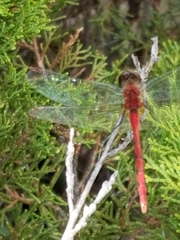 Sympetrum