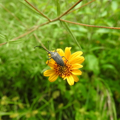 Tomentgaurotes batesi