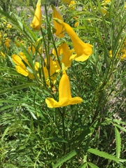 Tecoma stans angustata