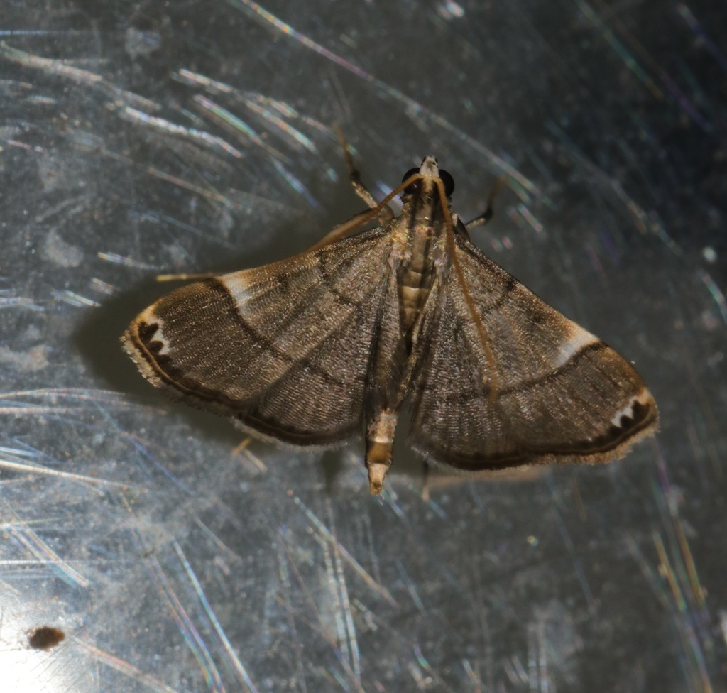 Cangetta hartoghialis