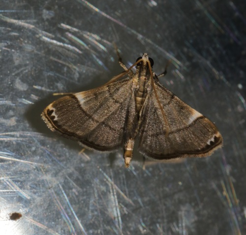 Cangetta hartoghialis (Snellen, 1872)