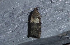 Harmologa