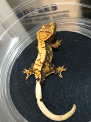 Correlophus
