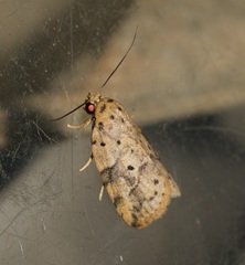 Giaura multipunctata