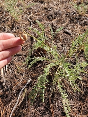 Astragalus bolanderi