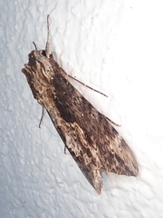 Erinnyis oenotrus