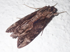 Erinnyis oenotrus