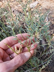 Astragalus bolanderi