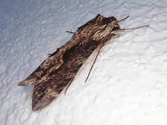 Erinnyis oenotrus