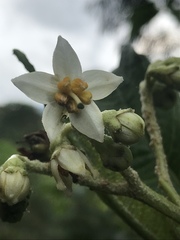 Solanum oblongifolium