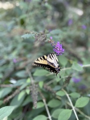 Papilio glaucus