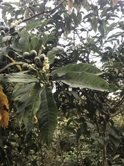 Solanum oblongifolium