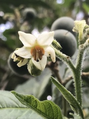 Solanum oblongifolium