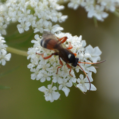 Ichneumon ambulatorius