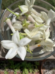 Stephanotis