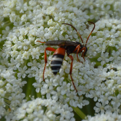 Ichneumon ambulatorius