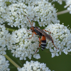 Ichneumon ambulatorius
