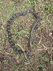 Pituophis lineaticollis