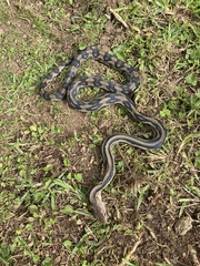 Pituophis lineaticollis