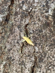 Cyrtoxipha columbiana