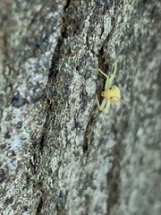 Cyrtoxipha columbiana