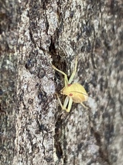 Cyrtoxipha columbiana