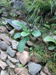 Rehmannia glutinosa
