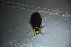 Blaberus discoidalis