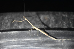 Angela quinquemaculata