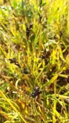 Carex scopulorum