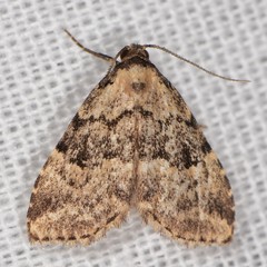 Dyspyralis illocata