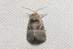Meropleon ambifusca