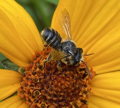 Megachile