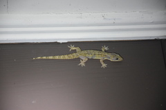 Hemidactylus palaichthus