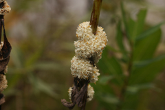 Cuscuta glomerata