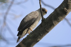 Buteo nitidus image