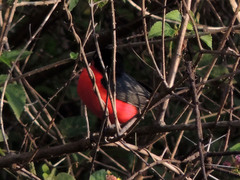 Laniarius erythrogaster