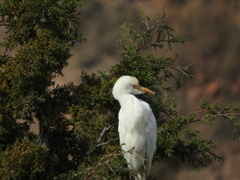 Bubulcus ibis