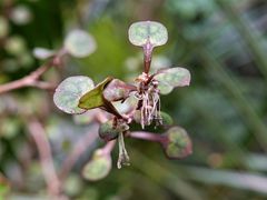 Coprosma spathulata spathulata