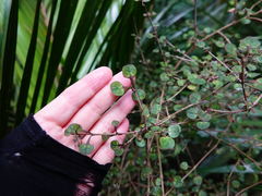 Coprosma spathulata spathulata